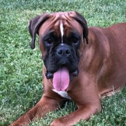 Boxers from Tiger Lily Boxers