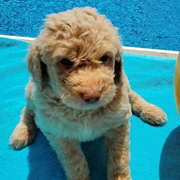 Goldendoodles from Reece Doodles
