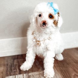 Willow - Parti female Poodle puppy in Portage, Utah from Pugsley Poodles