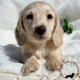 Dachshund Puppies from Long_and_Low_Dachshunds