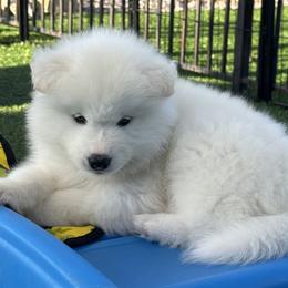 Blue Boy - White male Samoyed puppy in Fallbrook, California from DelMar Dreams Samoyeds