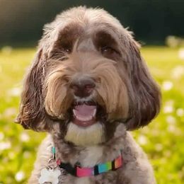 Jade - Australian Labradoodle