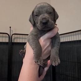 Valor - Blue female Great Dane puppy in Edwardsville, Illinois from Giants and Munchkins