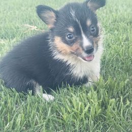 Warren - Black and tan male American Corgi puppy in Bloomfield, Iowa from Beebe’s Corgis | Seven B Corgi Co