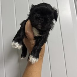 Zeus - Black and white male Shih Tzu puppy in Fletcher, North Carolina from Shihtzu_NC