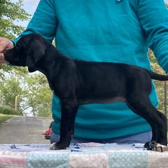 Black Girl - Black Pointer puppy in Olympia, Washington from Birdsboro Pointers