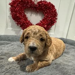 Blizzard - Apricot male Goldendoodle puppy in Camden, North Carolina from Oopsie Doodles of NC