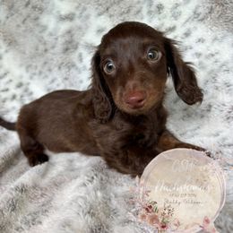 Dachshund Puppies from CSW Dachshunds