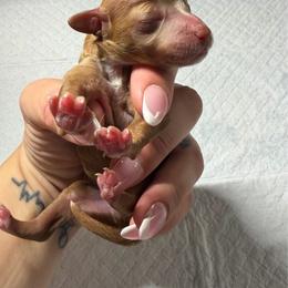 Ace - Apricot male Poodle puppy in Oak Lawn, Illinois from Pawfect Pets