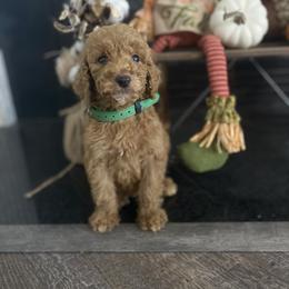 Aussiedoodle, Bernedoodle, and Poodle Puppies from Megan’s Spoiled Standards