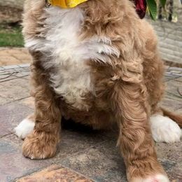 Cavapoo, Goldendoodle, and Labradoodle Puppies from Windy Hill Doodles