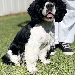 Stella B - Cocker Spaniel