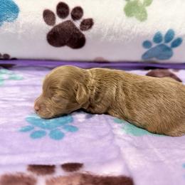 Hazel - Red female Cockapoo puppy in Clarks Summit, Pennsylvania from M&M Cockapoos
