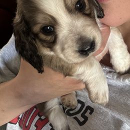 Dachshund Puppies from LovelylilDoxies