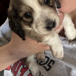 Dachshund Puppies from LovelylilDoxies