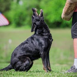 Asha - German Shepherd