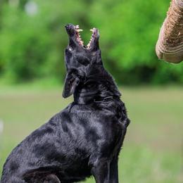 Asha - German Shepherd