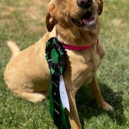 Labrador Retriever All Grown Up from Mo Ghra' Labrador
