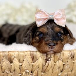 Bernedoodle and Cavapoo Puppies from Apricot Roots Doodles