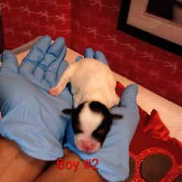 Boy2 - Black and white male Mal-Shi puppy in Boca Raton, Florida from Tina-Marie's Pups