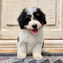 White Tricolor - Tri-color male Bernedoodle puppy in Brooksville, Florida from Kruger Doodles