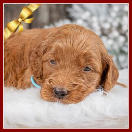 Freeze - Red  male Goldendoodle puppy in Connersville, Indiana from Deaz Doodle Ranch