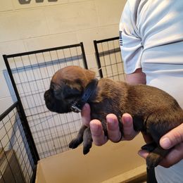 Boy 4 - Cane Corso puppy in Sturgeon Lake, Minnesota from Coffee Lake K9s