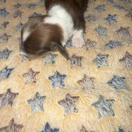 Boy 3 - Dapple male Dachshund puppy in Topeka, Kansas from CJs Dachshunds