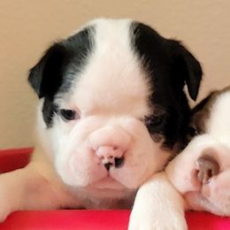 Boston Terriers from Remington's Chocolate Kisses