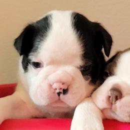 Boston Terriers from Remington's Chocolate Kisses