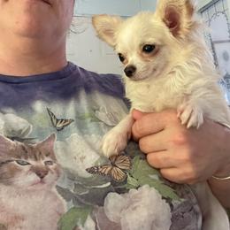 Creamy - Chihuahua