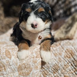 Yang Brown Collar - Tri-color female Bernedoodle puppy in Bonham, Texas from Happy Valley Puppies