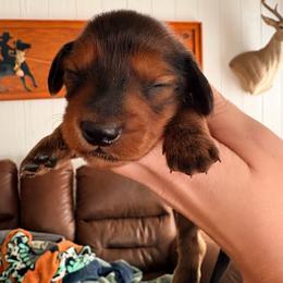 Chase - Red male Dachshund puppy in Goldthwaite, Texas from Mini Mama Dachshunds