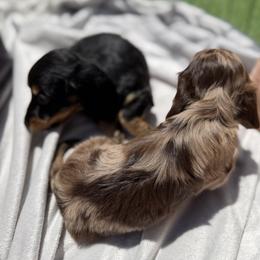 Dachshund Puppies from Pretty Dachshunds 661