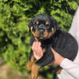 Beyonce - Black and mahogany female Rottweiler puppy in Cottage Grove, Oregon from Divine Rottweilers
