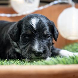 Casanova - Black and white male Aussiedoodle puppy in Jackson, Tennessee from Dinah Doodles and Aussies