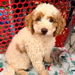 Alfalfa - Parti male Assorted Doodle Crosses puppy in Madison, Georgia from Porchlight Puppies
