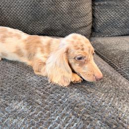 Caspen - Fawn (isabella) and tan male Dachshund puppy in Magnolia, Texas from Carrie’s Countryside Dachshunds