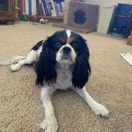 Dixie - Cavalier King Charles Spaniel