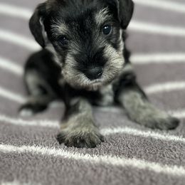 Yellow Collar - Salt and pepper female Miniature Schnauzer puppy in Cypress, Texas from Rubybonnet Miniature Schnauzers