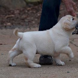 Labrador Retriever Puppies from Caerleon Ranch