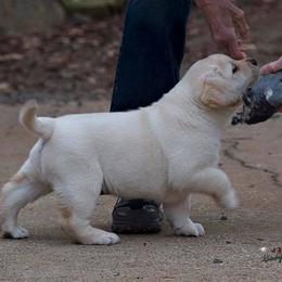 Labrador Retriever Puppies from Caerleon Ranch