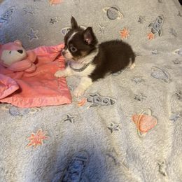 Sage - Chocolate and white male Chihuahua puppy in Beaumont, Texas from Anastasia’s Tiny Pupps