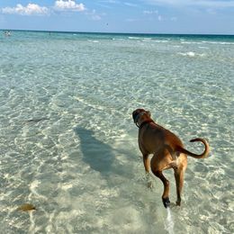 Rhodesian Ridgeback and Xoloitzcuintli All Grown Up from Venus Rhodesian Ridgebacks