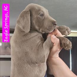 Azalea - Silver female Great Dane puppy in Biscoe, North Carolina from Clouser's Bodacious Danes & Miniature Schnauzers