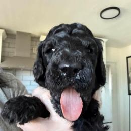 Tomahawk - Black male Poodle puppy in Hesperia, California from Whitesock Standard Poodles