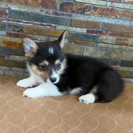 Boy one - Black and tan male Pembroke Welsh Corgi puppy in Visalia, California from VIP Stables