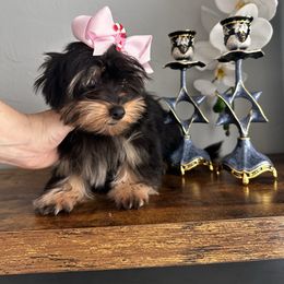 Mina - Black and gold female Yorkshire Terrier puppy in Cape Coral, Florida from Katherine’s Yorkies and Poodles