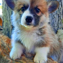 Pembroke Welsh Corgi Puppies from Iron Moss Ranch