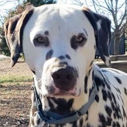 Luke - Dalmatian